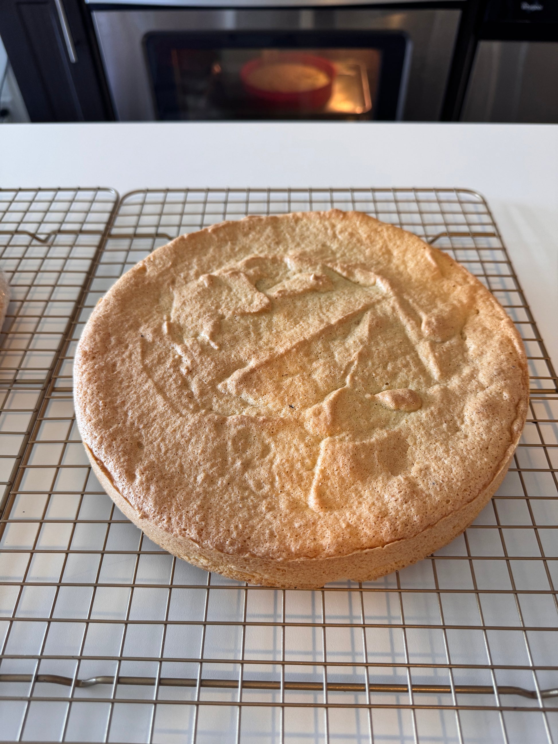 Plain gluten-free Sponge Cake Layers, 8 Inch